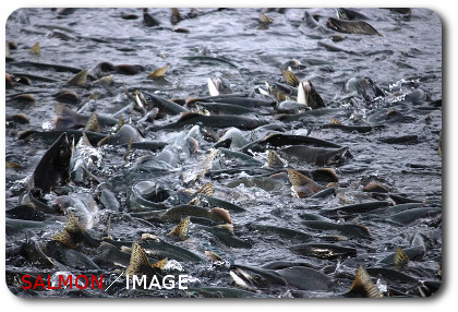 鮭の群れのイメージ